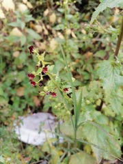 Scrophularia peregrina