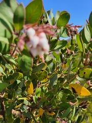 Arctostaphylos catalinae