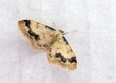 Idaea trigeminata