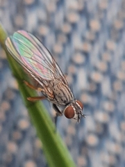 Muscoidea