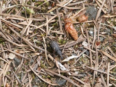 Plinthodes taeniatus