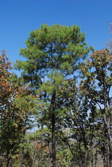 Pinus luzmariae