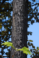 Pinus luzmariae