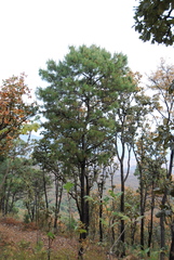 Pinus luzmariae
