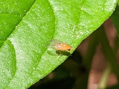 Diptera