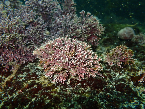 Jania pedunculata