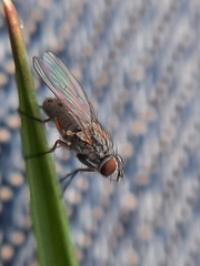 Muscoidea