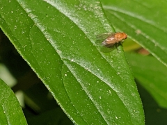 Diptera