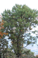 Pinus luzmariae