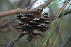 Pinus luzmariae