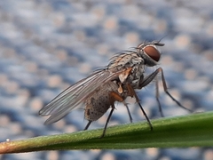 Muscoidea
