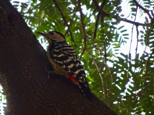 Dendrocopos macei