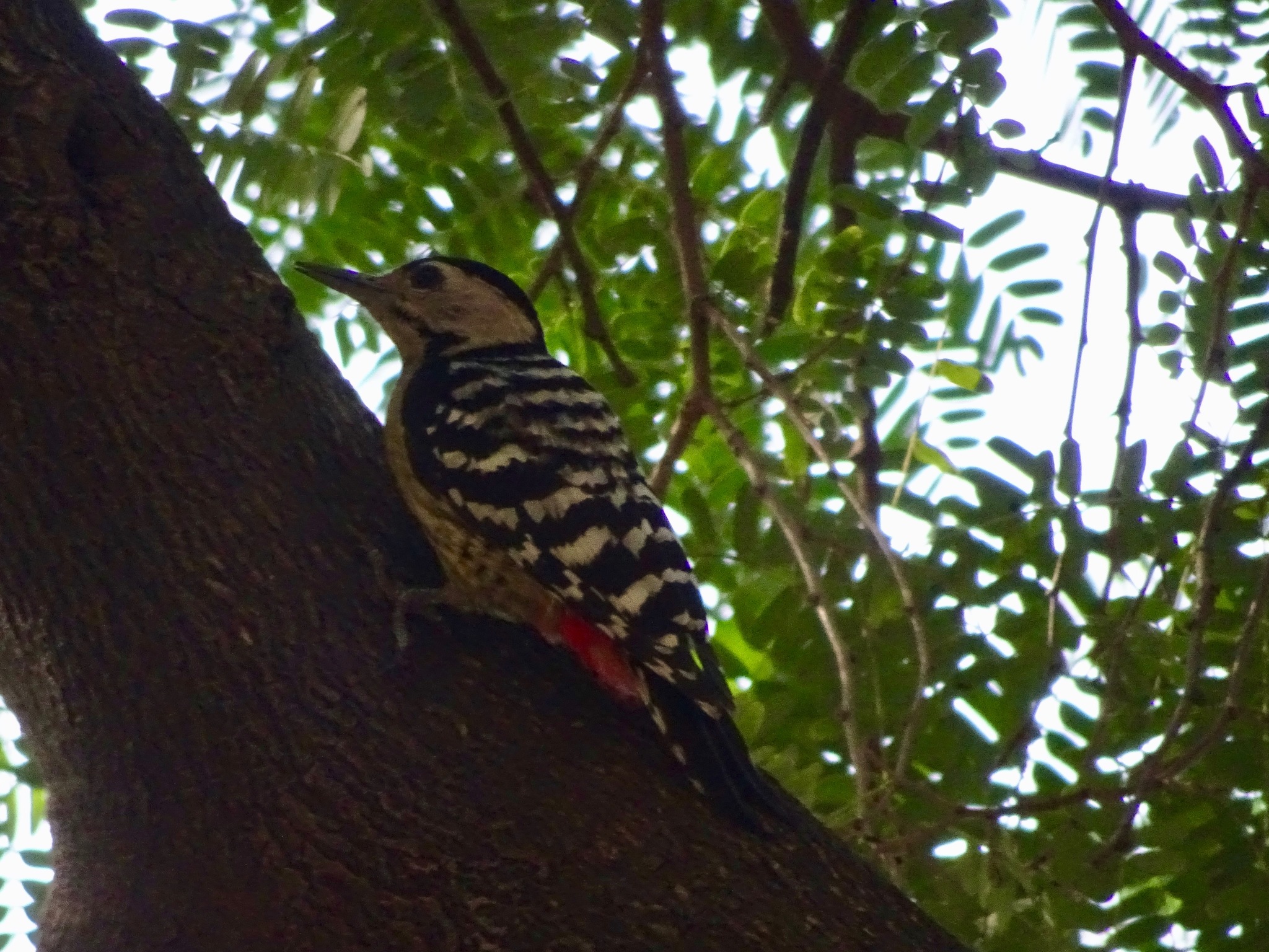 Fulvous-breasted Woodpecker