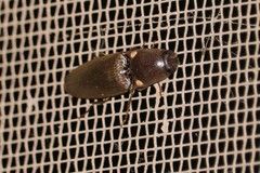 Deilelater physoderus