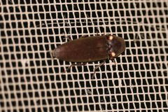 Deilelater physoderus