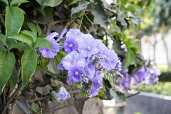 Solanum wendlandii