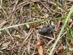 Plinthodes taeniatus