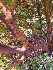Arctostaphylos catalinae