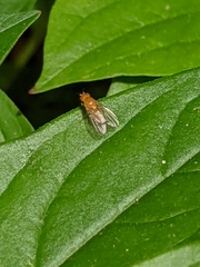Diptera