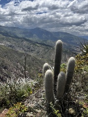 Espostoa