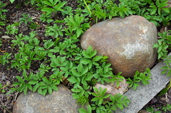 Aegopodium podagraria