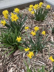 Narcissus