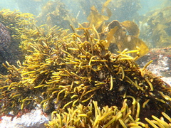 Bifurcariopsis capensis