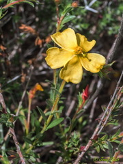 Fumana arabica