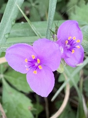 Tradescantia bracteata