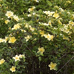 Rosa foetida