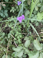 Tradescantia bracteata