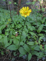 Doronicum plantagineum