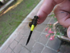 Pseudothemis zonata