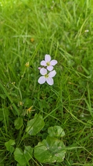 Cardamine pratensis