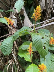 Palicourea guianensis image