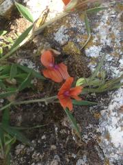 Lathyrus hierosolymitanus