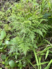 Trepocarpus aethusae