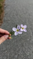 Cardamine pratensis
