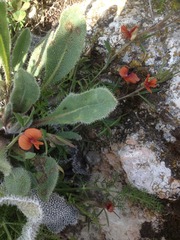 Lathyrus hierosolymitanus