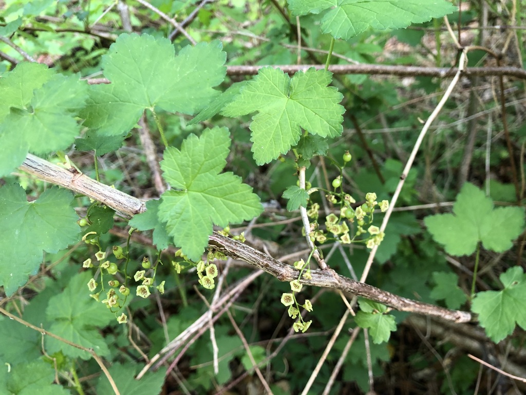 Ribes rubrum, Neuchâtel, Neuchâtel, Switzerland