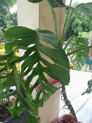 Monstera siltepecana