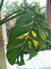 Monstera siltepecana