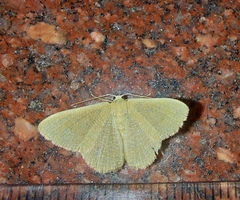 Phaiogramma