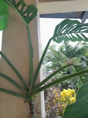 Monstera siltepecana