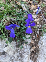 Viola eugeniae
