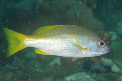 Lutjanus xanthopinnis