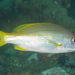 Yellowfin Snapper - Photo (c) Mark Rosenstein, some rights reserved (CC BY-NC), uploaded by Mark Rosenstein