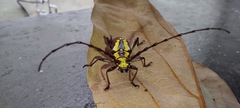 Ornithia mexicana