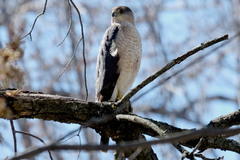 Accipiter cooperii