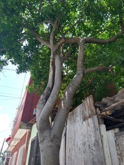 Melicoccus bijugatus